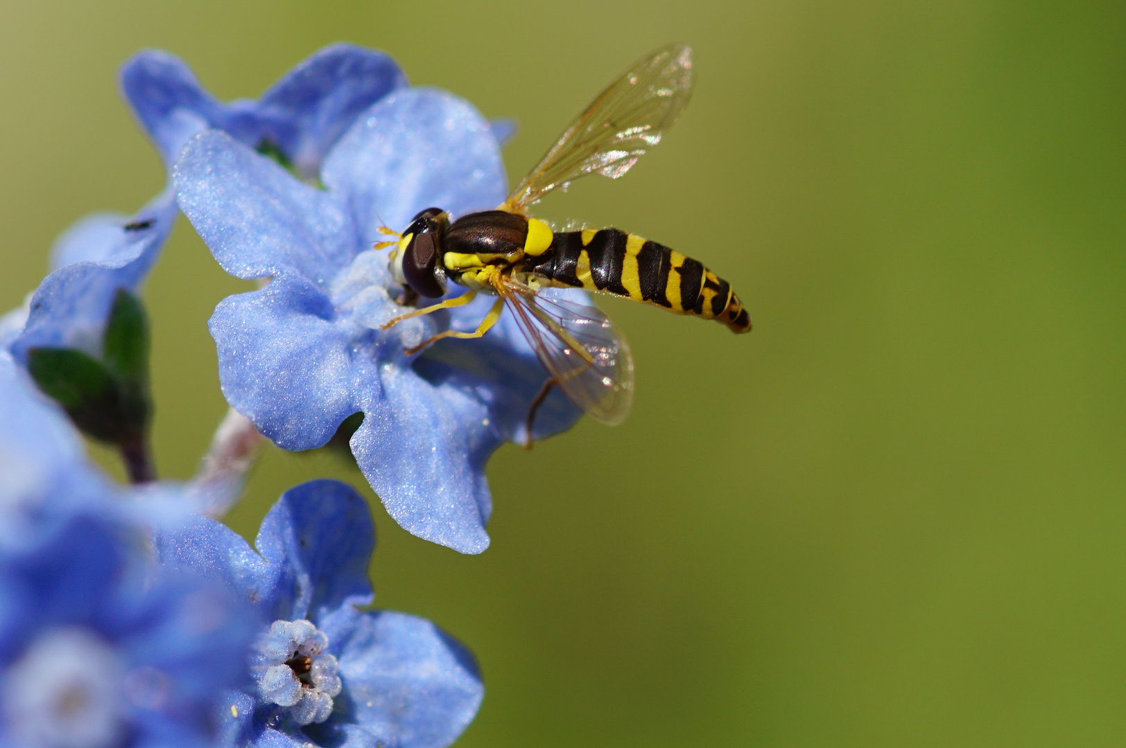 Stiftschwebfliege