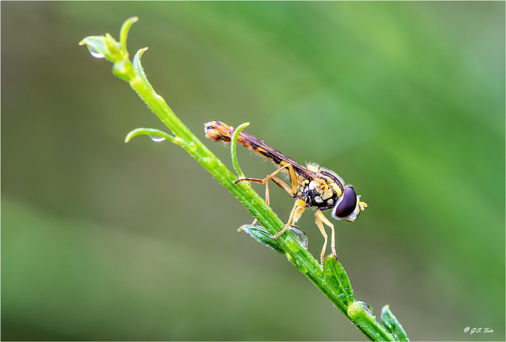 Stiftschwebfliege......