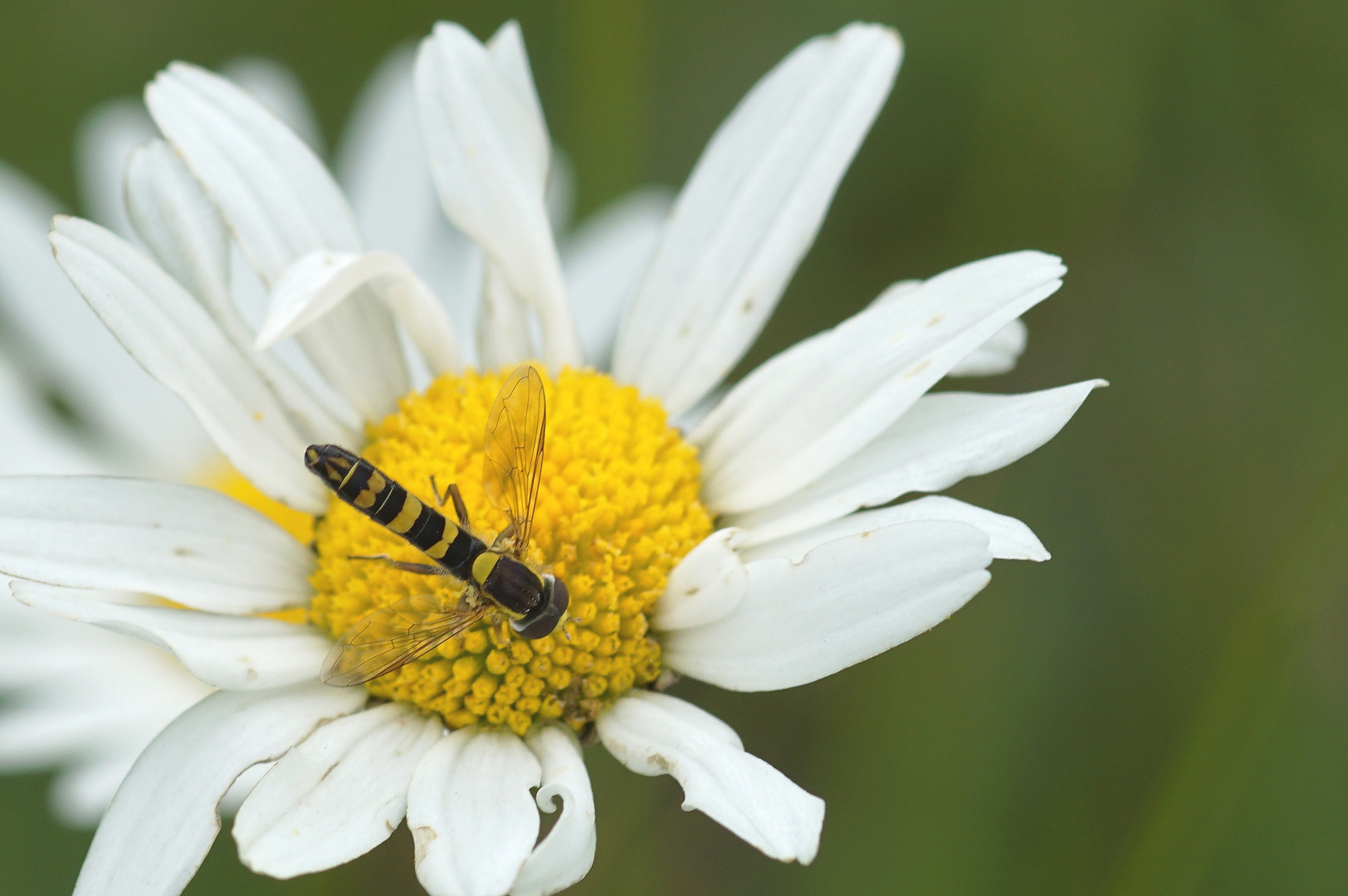 Stiftschwebfliege