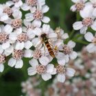 Stiftschwebfliege (Sphaerophoria sp.)