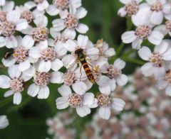 Stiftschwebfliege (Sphaerophoria sp.)