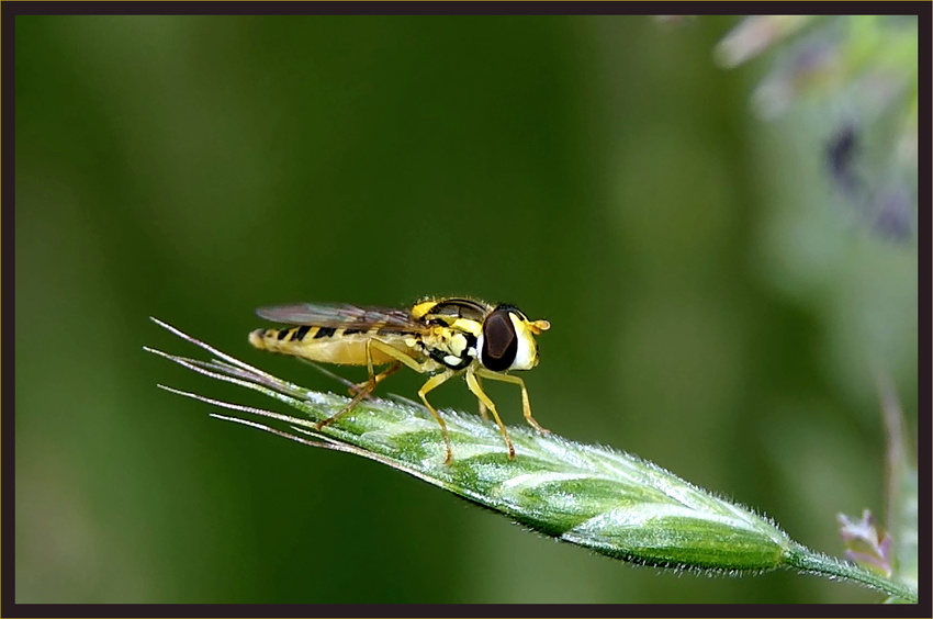 Stiftschwebfliege Weibchen auf Ähre