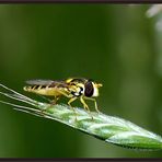 Stiftschwebfliege Weibchen auf Ähre