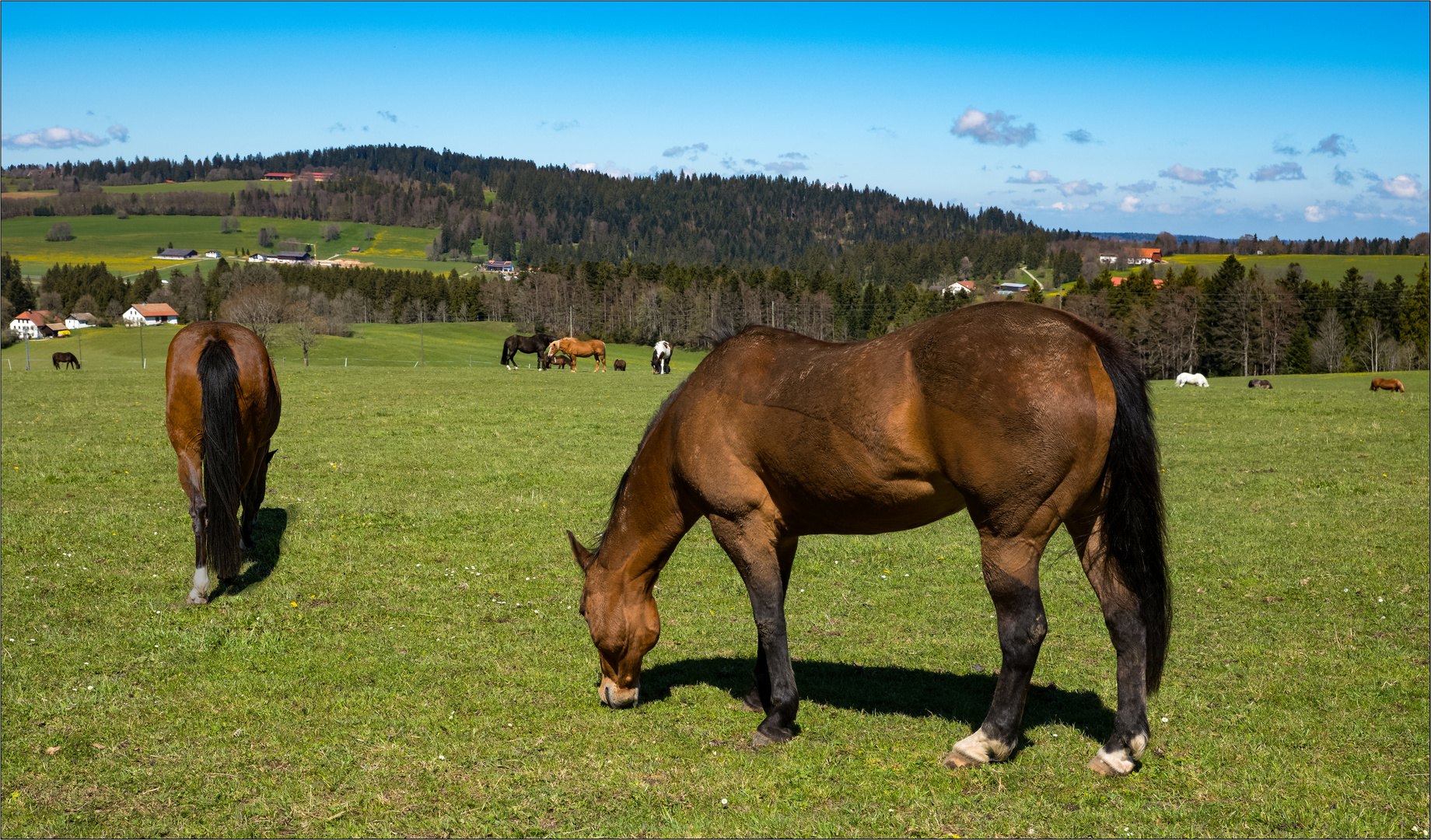 Stiftung für das Pferd