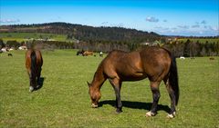 Stiftung für das Pferd