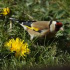 Stiglitz im Garten voller Löwenzahn mein Traum