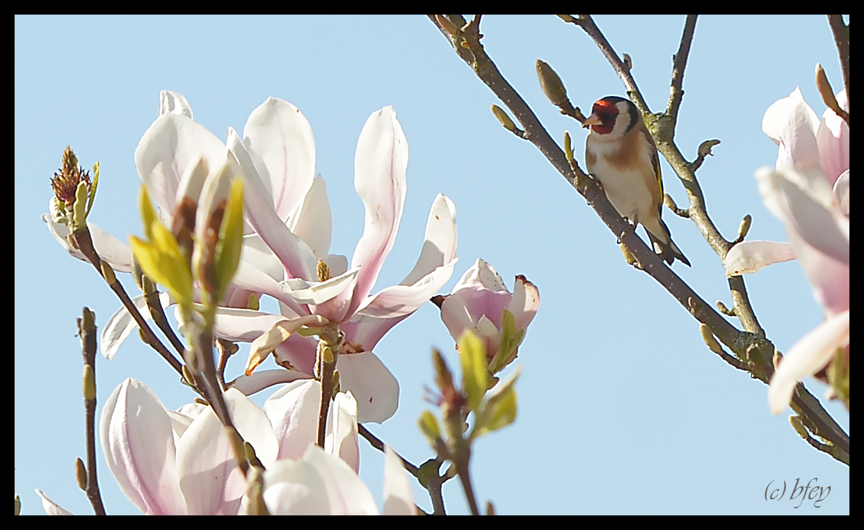 Stiglitz in der Magnolie