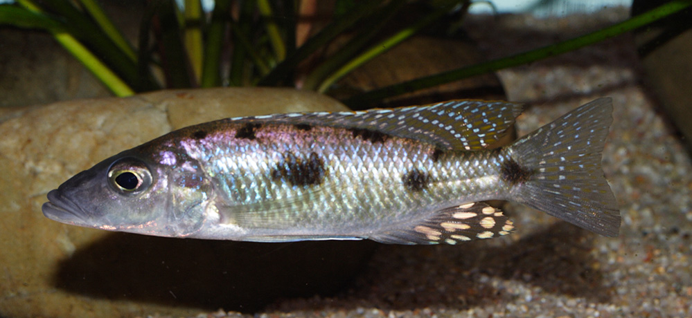 Stigmatochromis guttatus