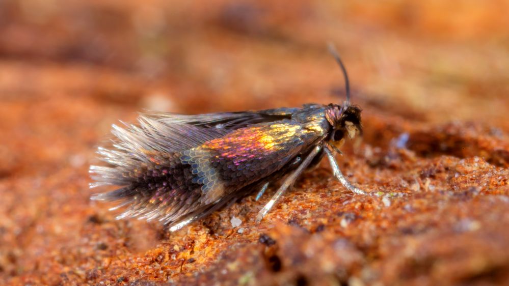 Stigmella splendidissimella - ein Zwergminierfalter