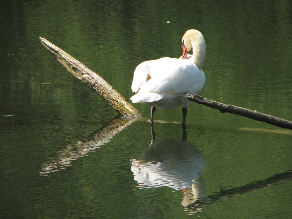 stil-lebendiger Schwan