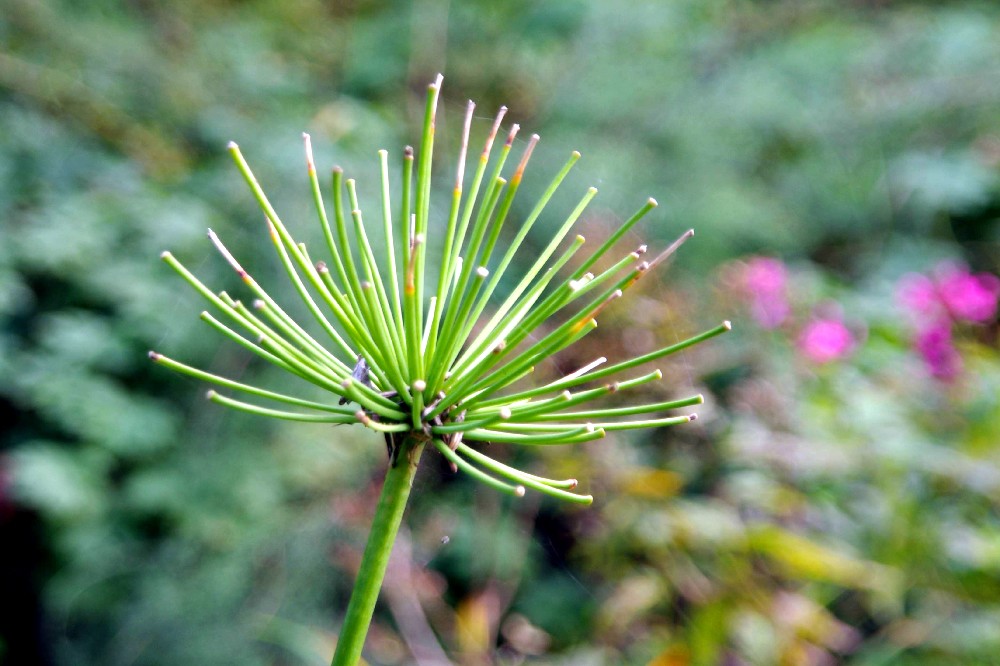 "Stil"blüte