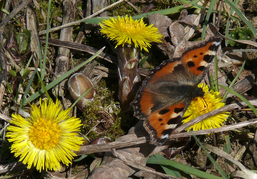 Stileben mit Kleinem Fuchs und Huflattich