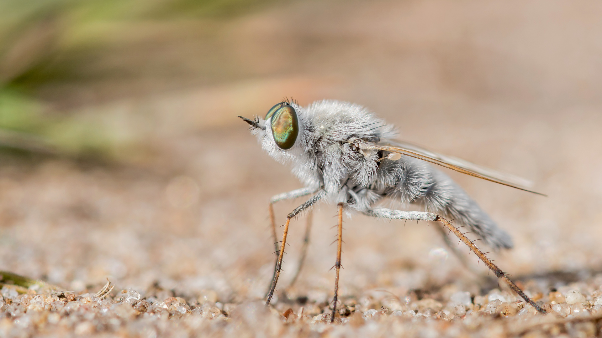 Stilettfliege (oder auch Luchsfliege)