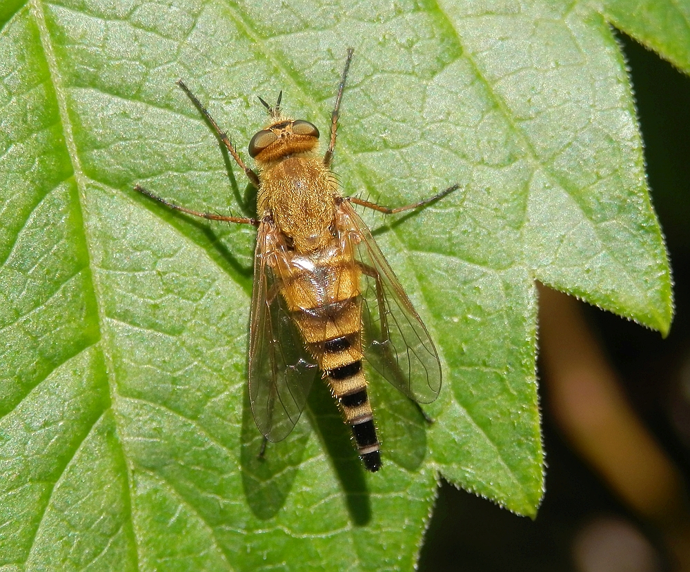 Stilettfliege (Thereva nobilitata) auf wildem Wein