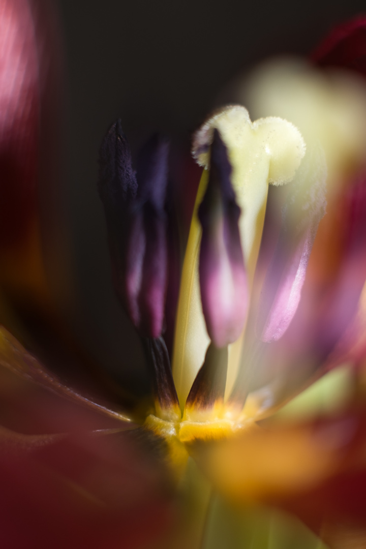 stilistische Eleganz einer Tulpe 3