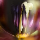 stilistische Eleganz einer Tulpe 3