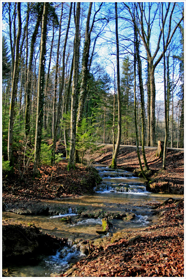 still fliessendes Waldbächlein