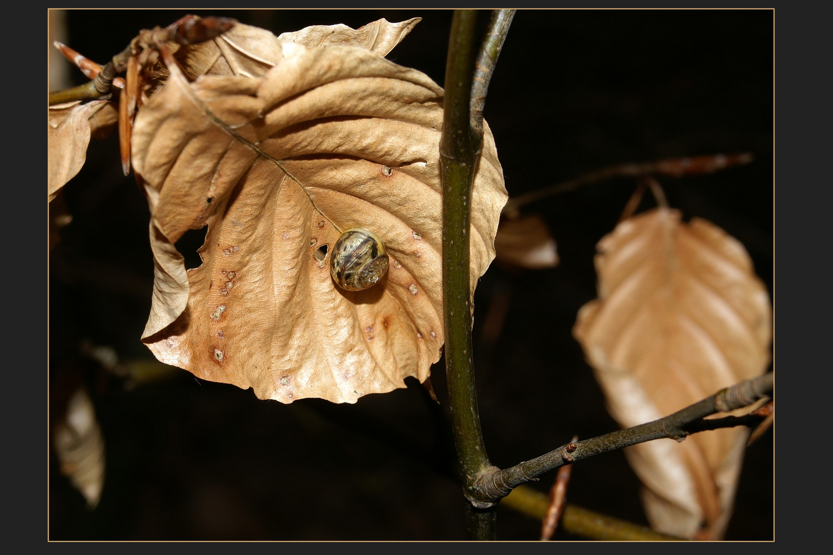 Still-Leben