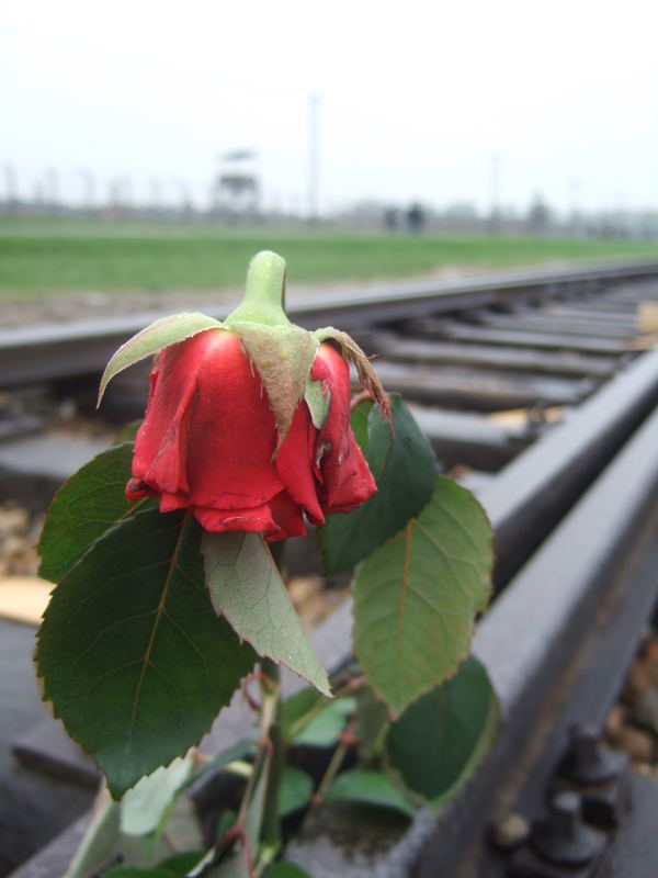 still life at Auschwitz