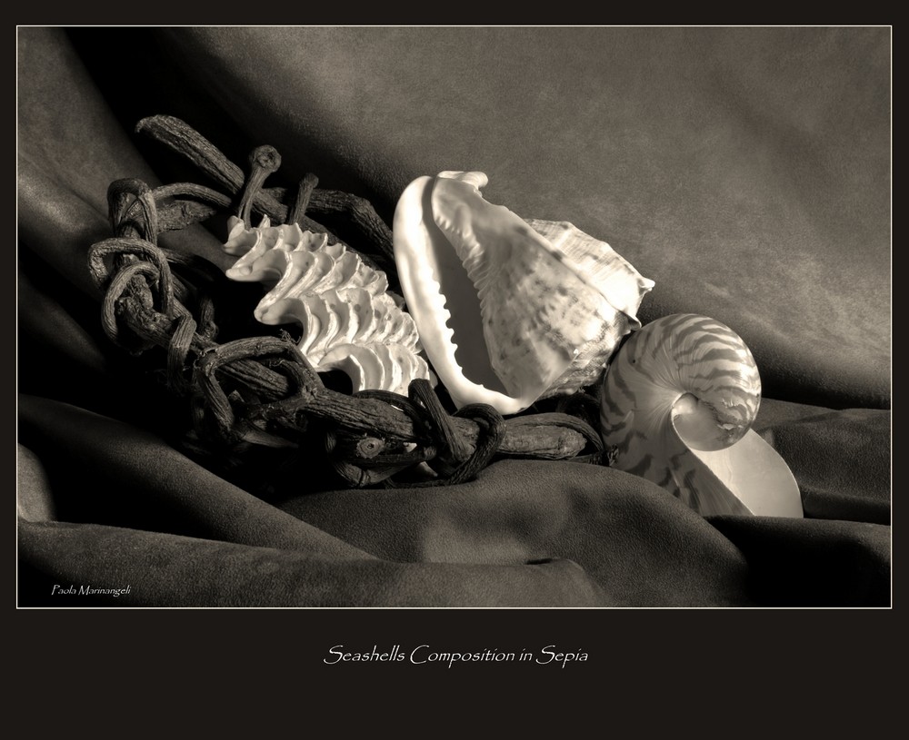 Still life composition in Sepia