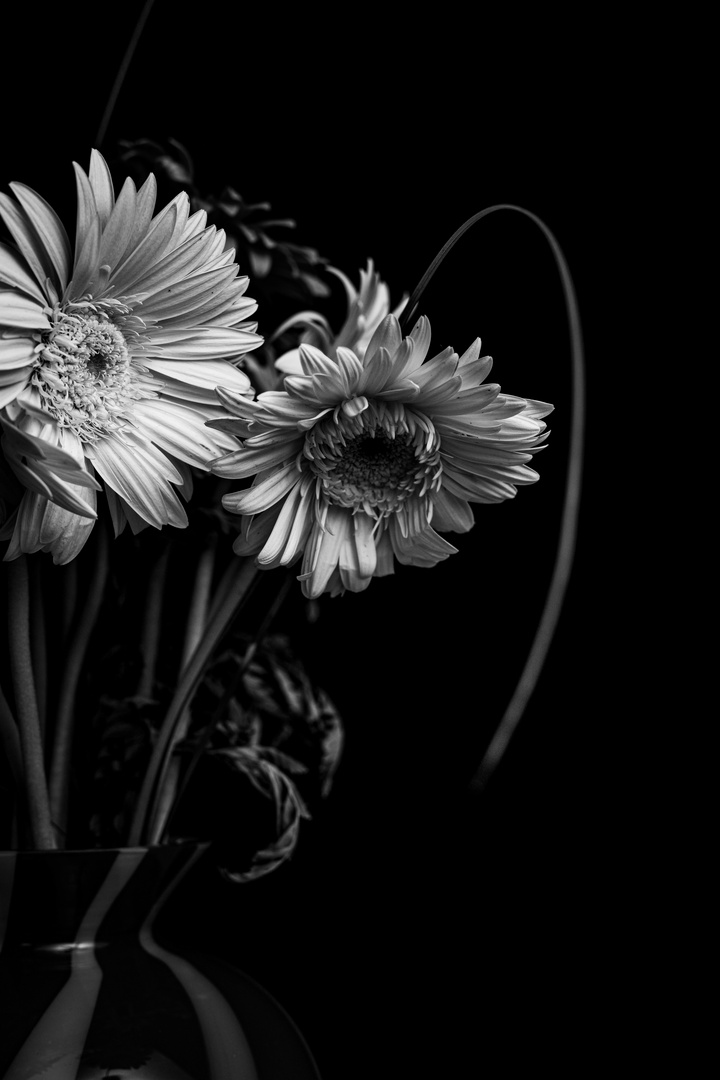 Still life in black and white 