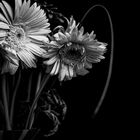 Still life in black and white 