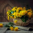 Still life with dandelions