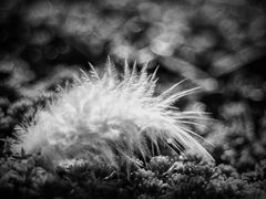 Still Life With Feather