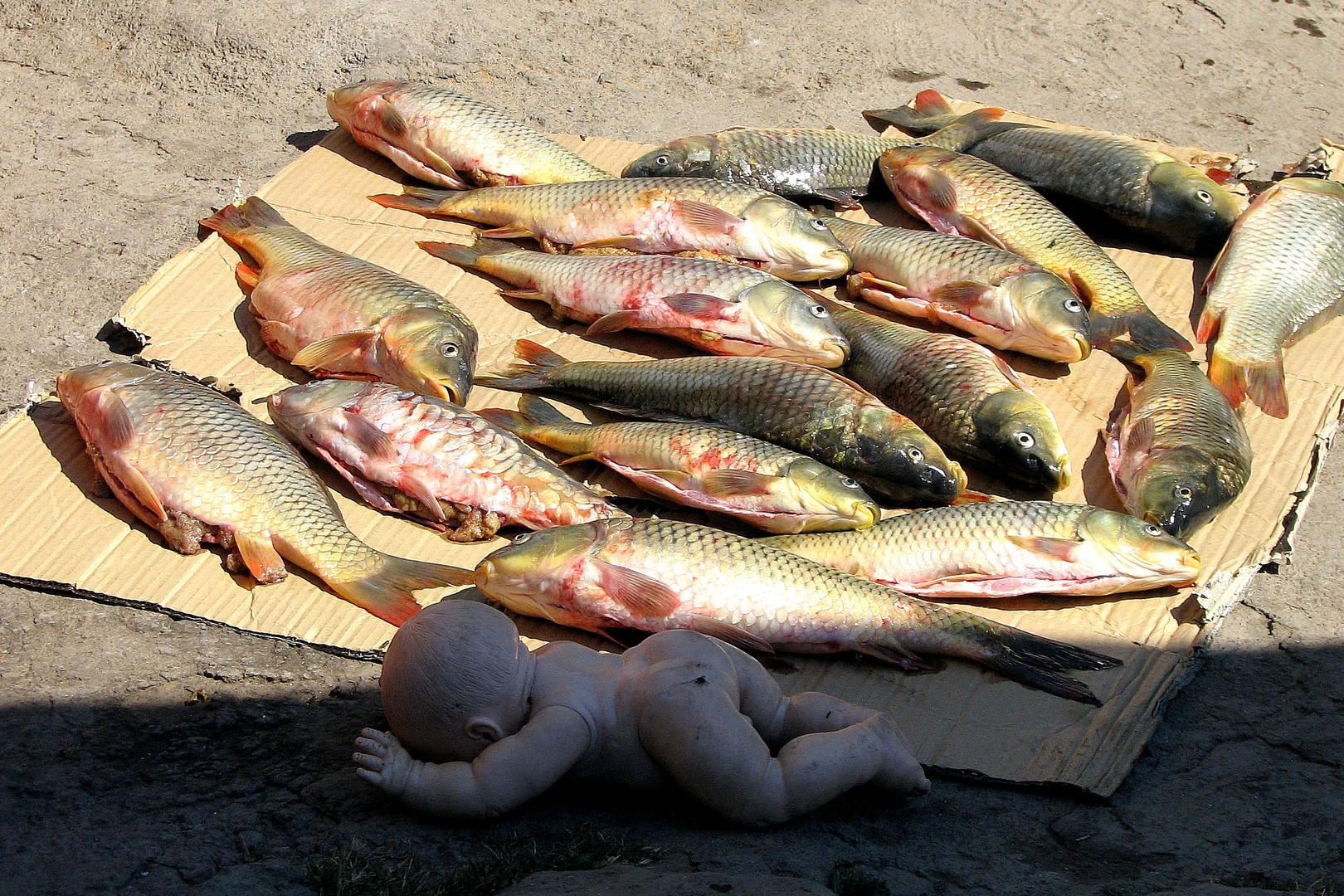 Still-Life ... with Fish