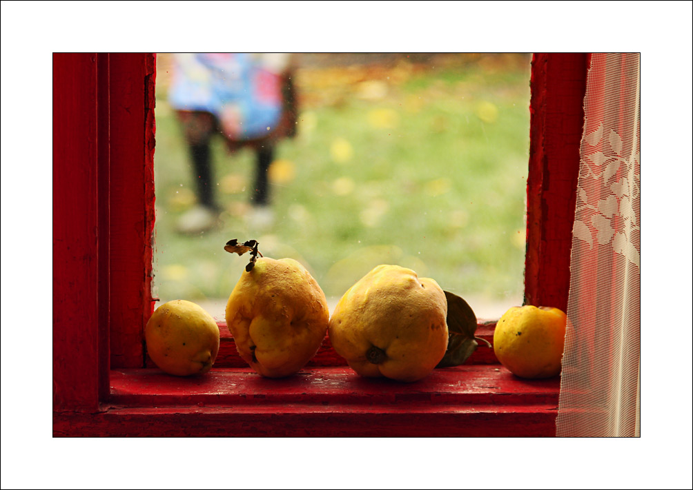 Still life with four quinces, colours and grandma's feet