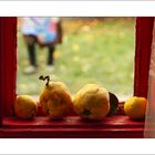 Still life with four quinces, colours and grandma's feet