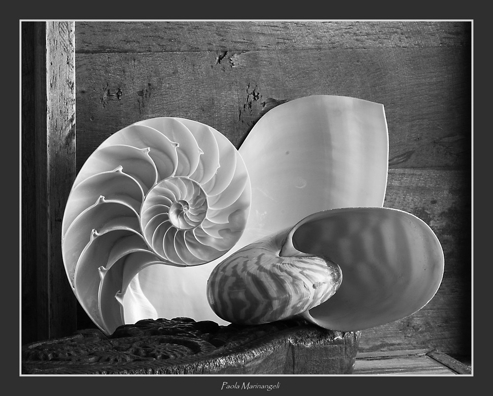 Still life with Nautilus shells