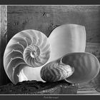 Still life with Nautilus shells