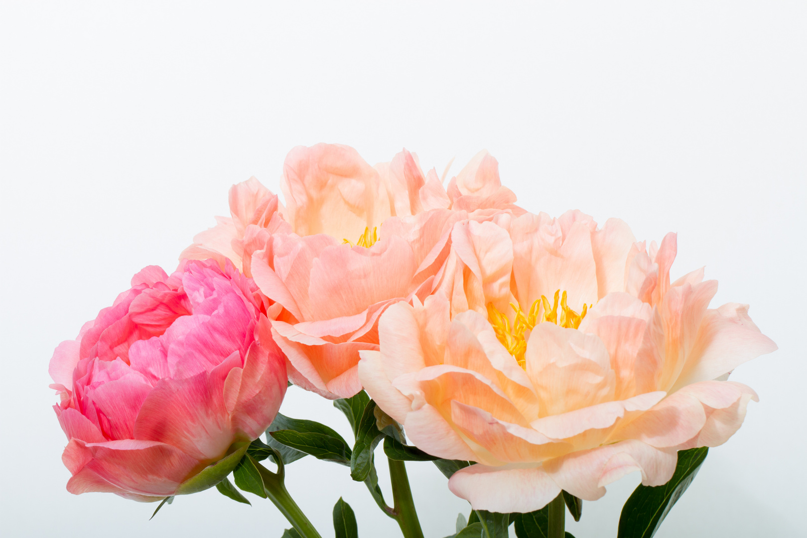 Still life with peonies