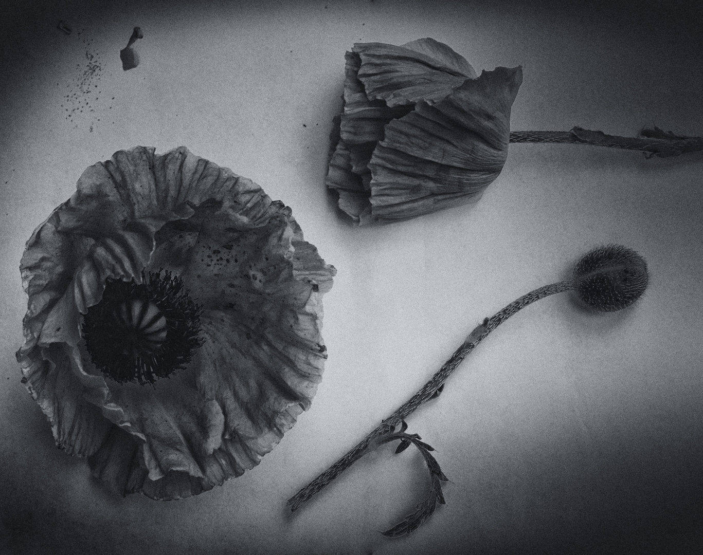 still life with poppy