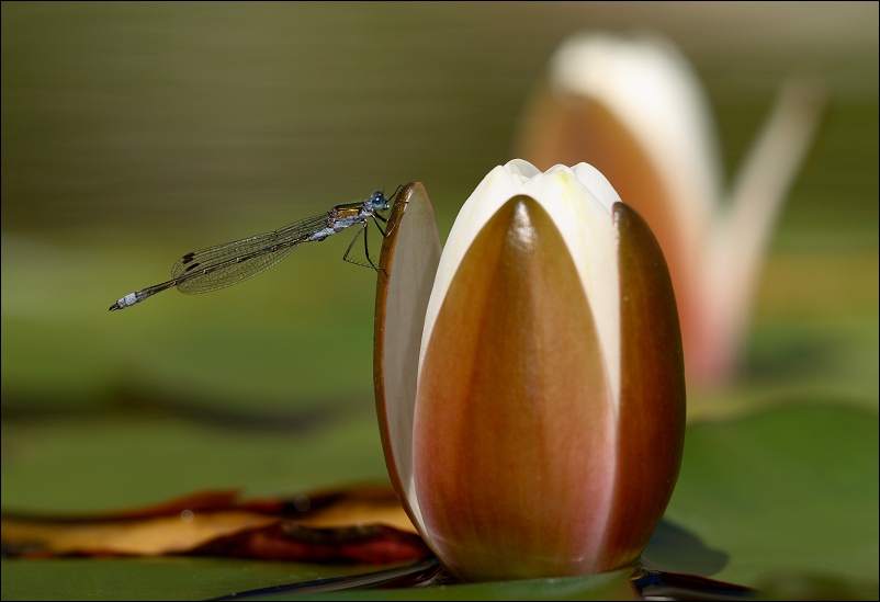 Still-life with water-lilies