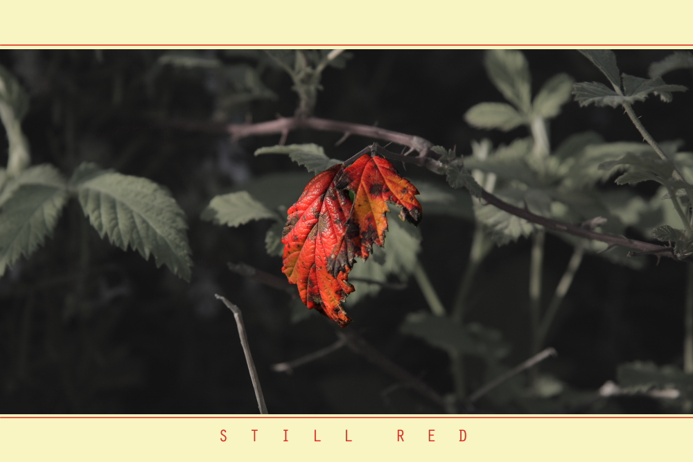 Still Red