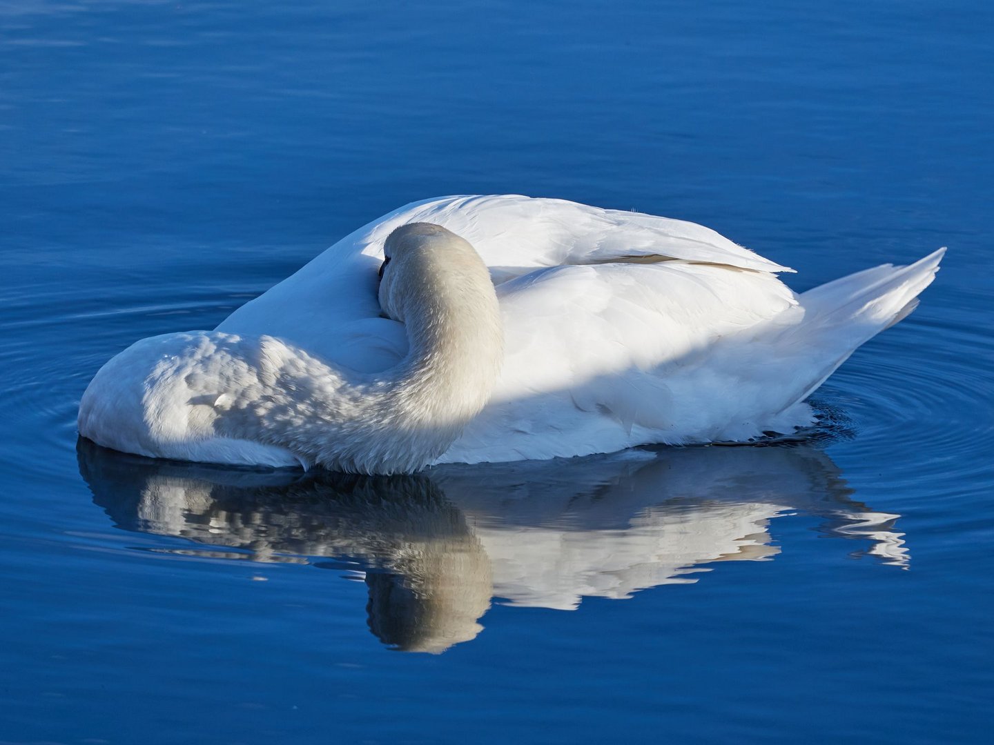 Still ruht der Schwan