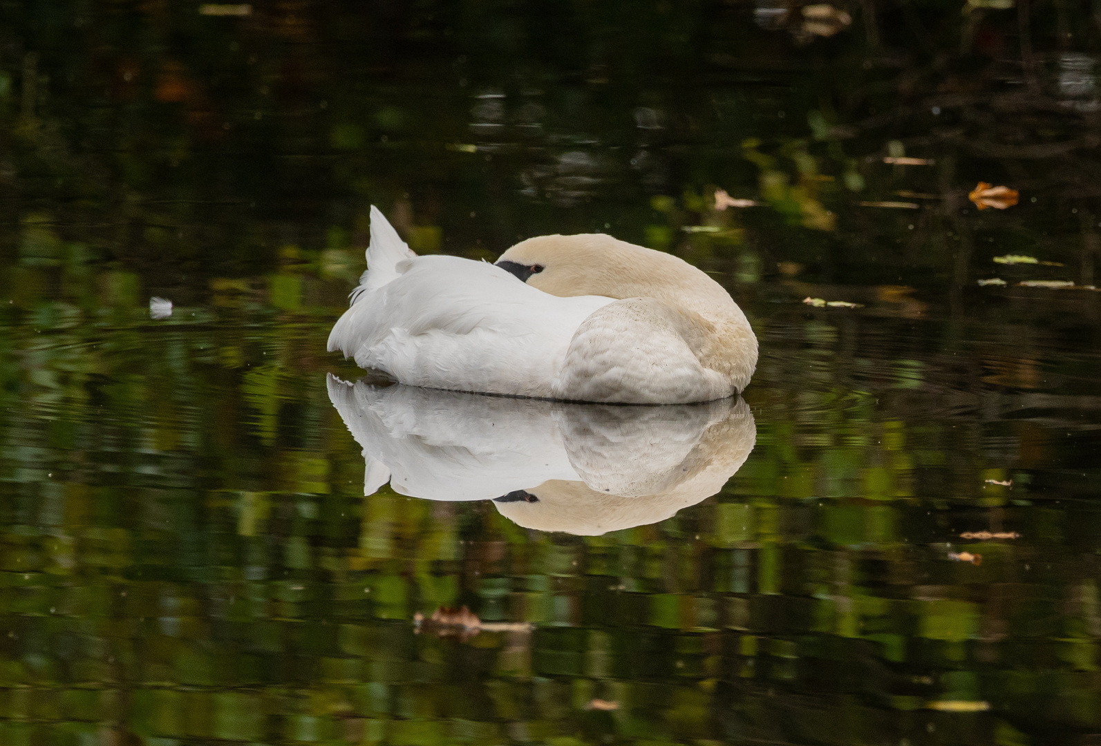 Still ruht der See