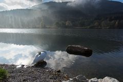 still ruht der See - und der Schwan