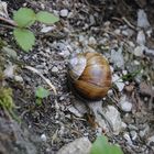 still und leise am Waldboden