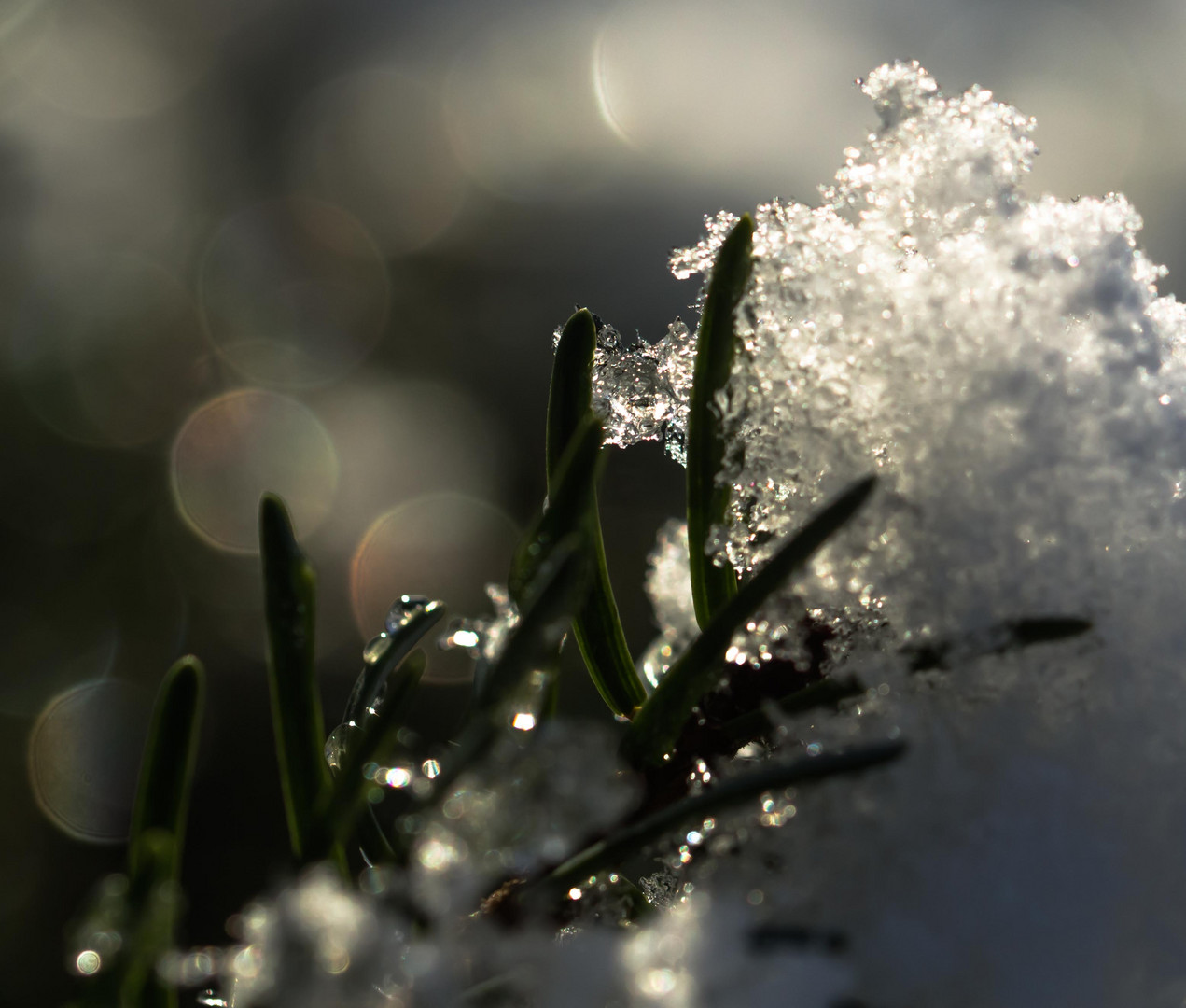 Still und leise hat über Nacht der Winter Einzug gehalten.