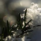 Still und leise hat über Nacht der Winter Einzug gehalten.