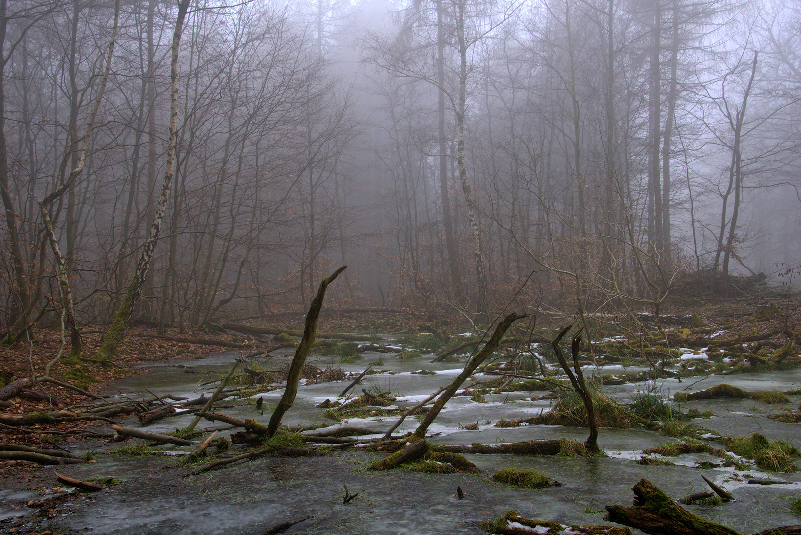 Still und starr ruht der Tümpel im nebligen Wald