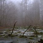 Still und starr ruht der Tümpel im nebligen Wald