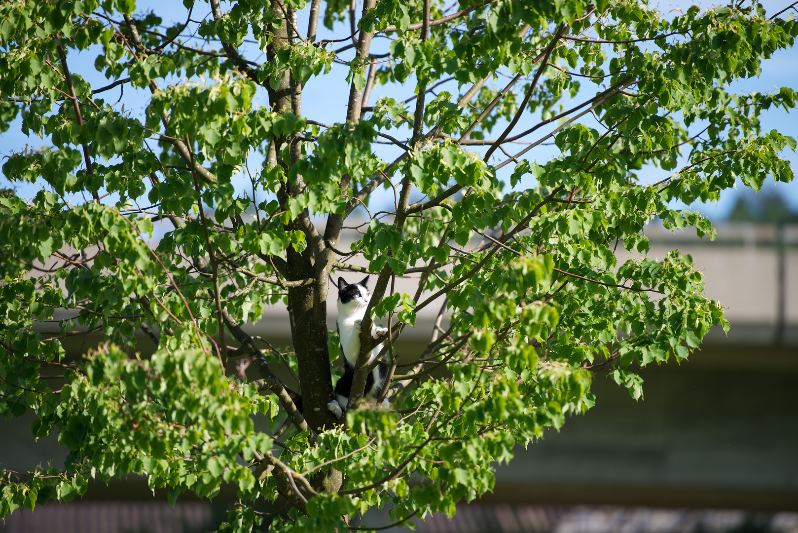 _still waiting for the birds