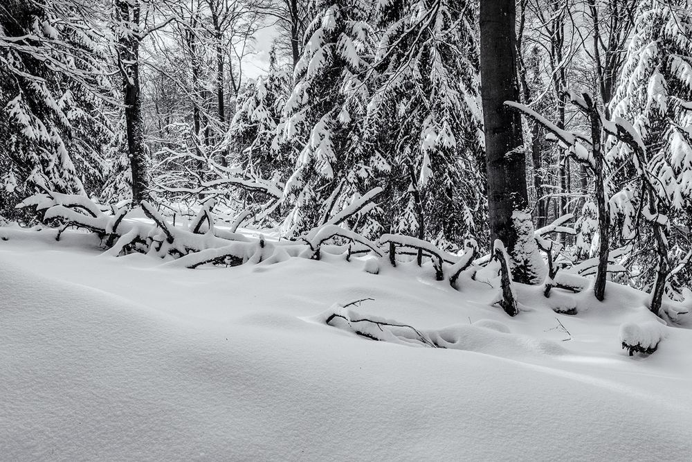 Still war es im Winterwald