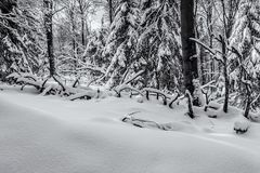 Still war es im Winterwald