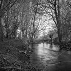 Still Waters (wetlands series)