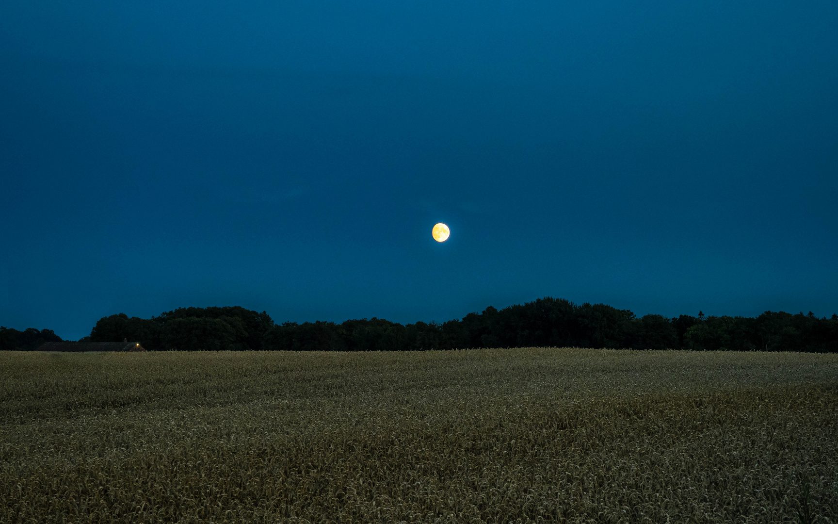 Stille Abendstimmung am Weizenfeld